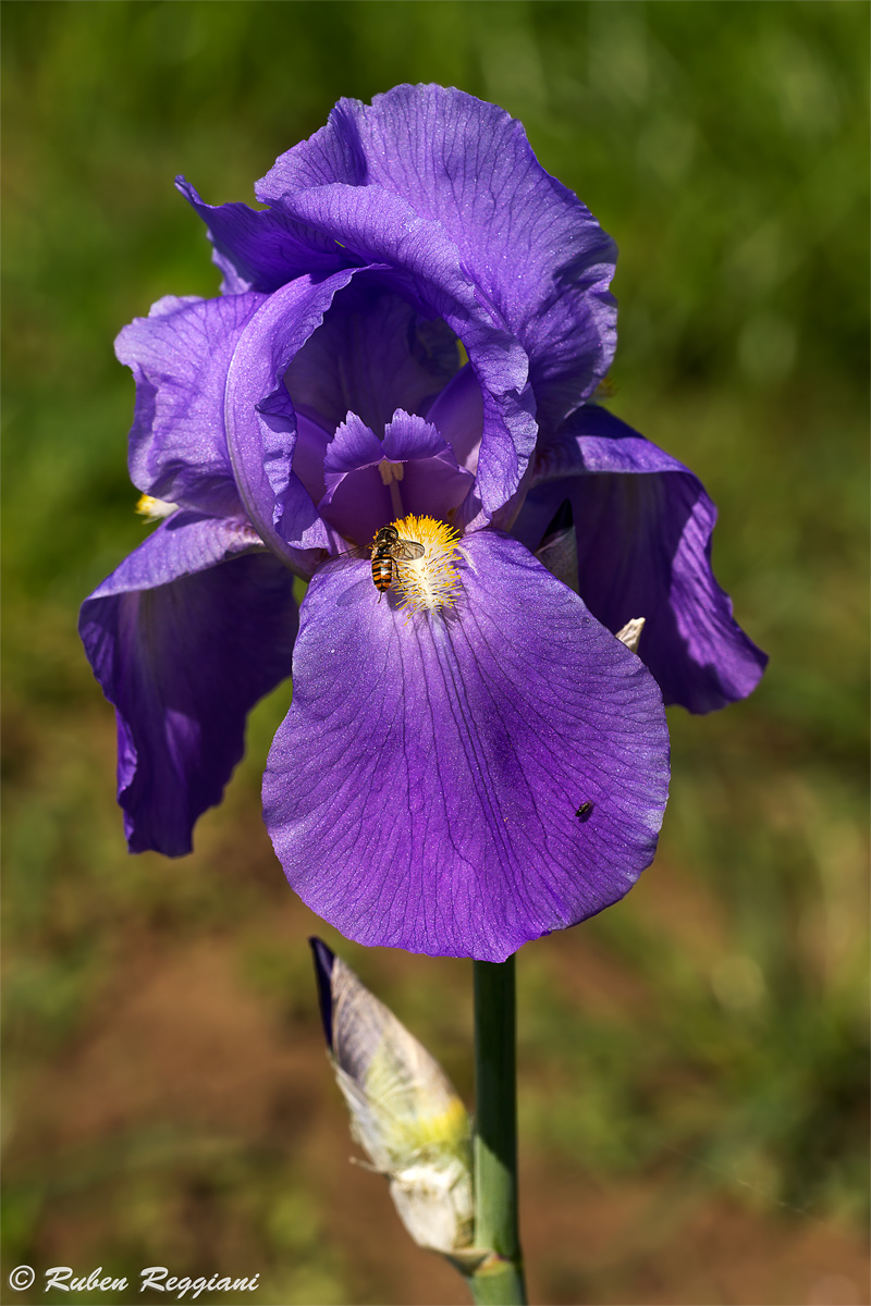 Iris with guests