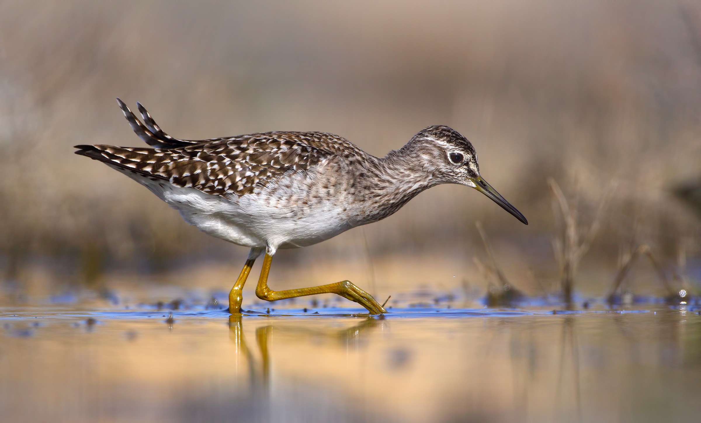 L'ultimo scatto della giornata ( boschereccio )