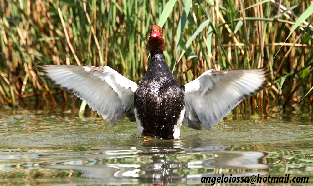 Pochard Turkish