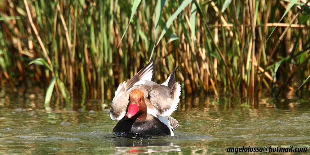 Pochard Turkish
