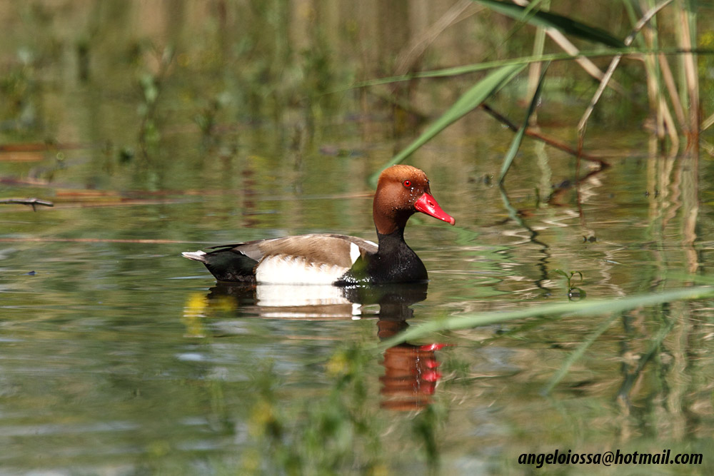 Pochard Turkish