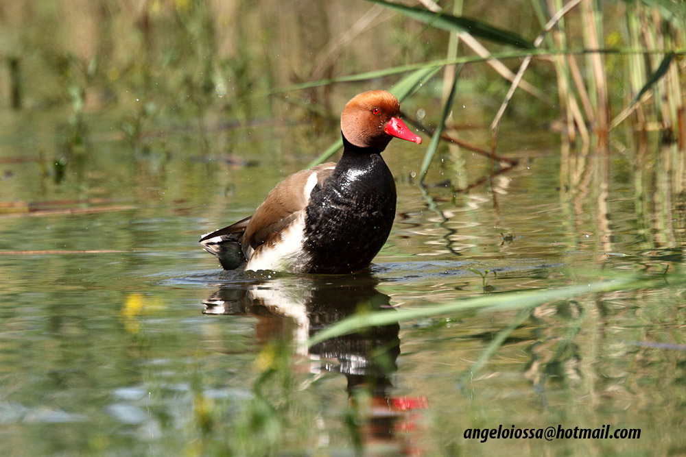 Pochard Turkish