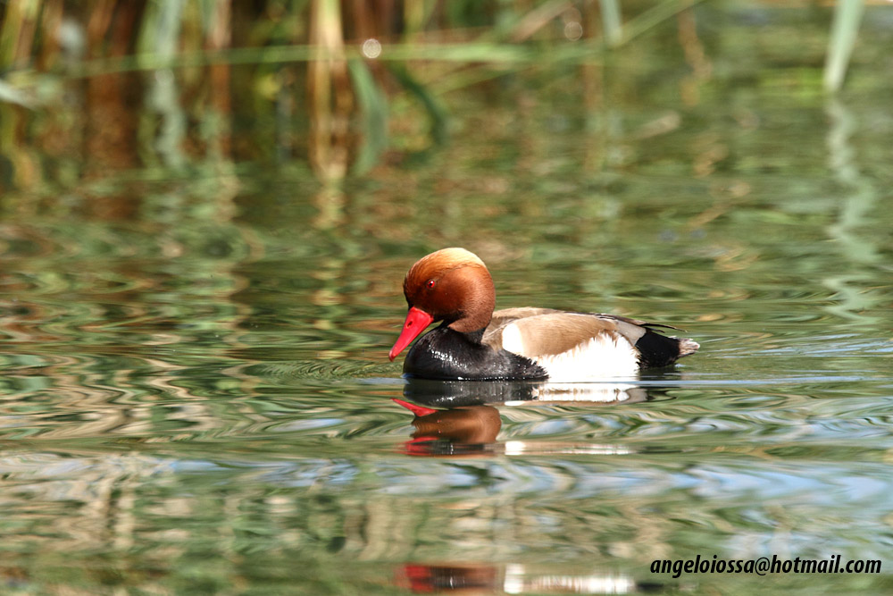 Pochard Turkish