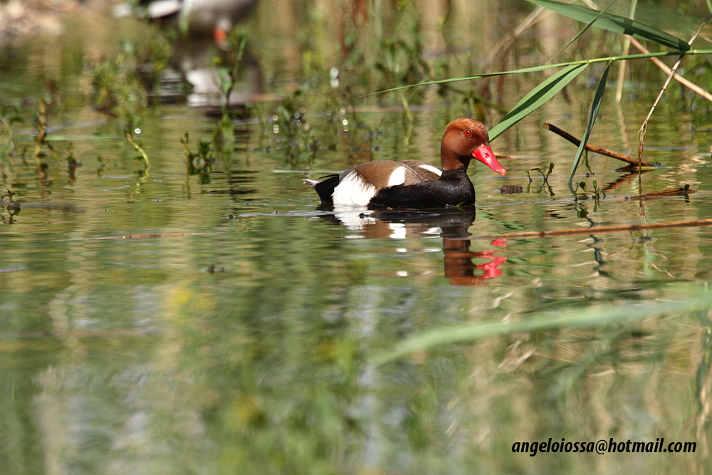 Pochard Turkish
