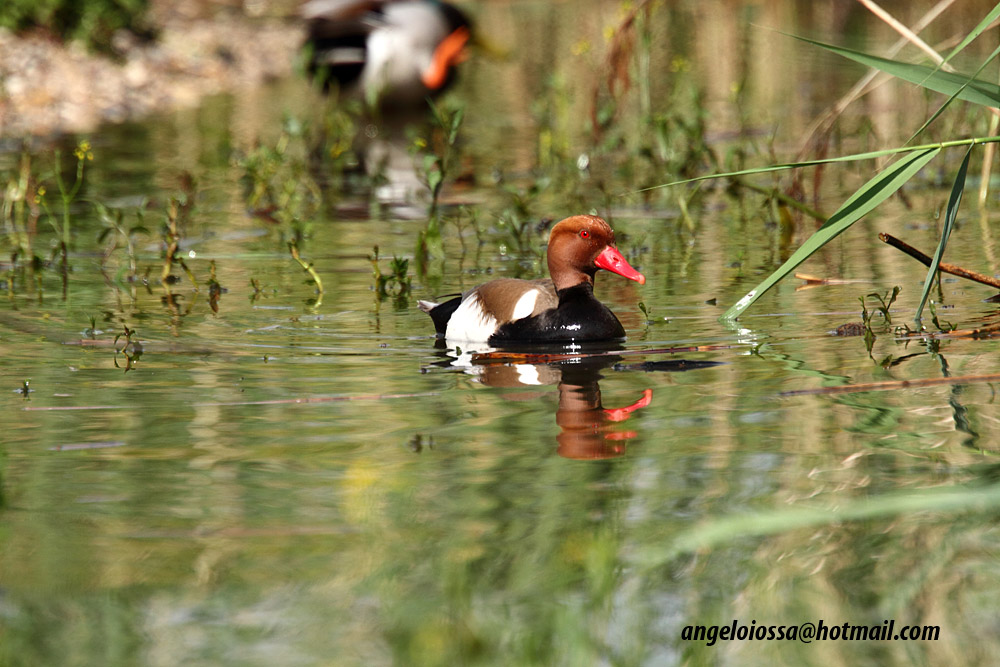 Pochard Turkish