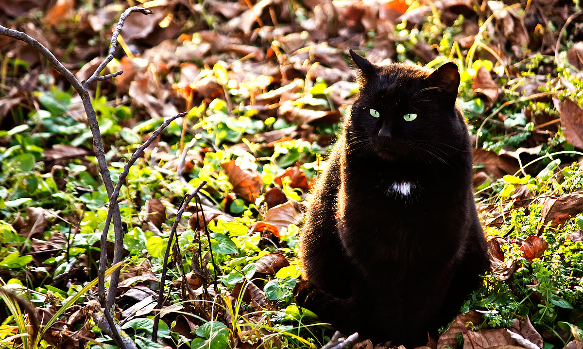 Gatto si gode il tepore dell'ultimo sole invernale