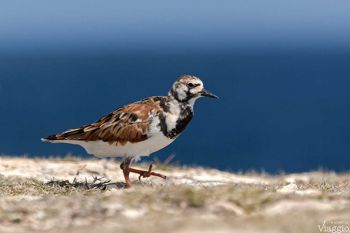Turnstone in dress