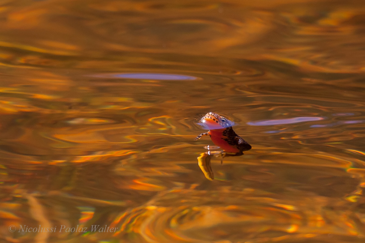 Quello che si chiama