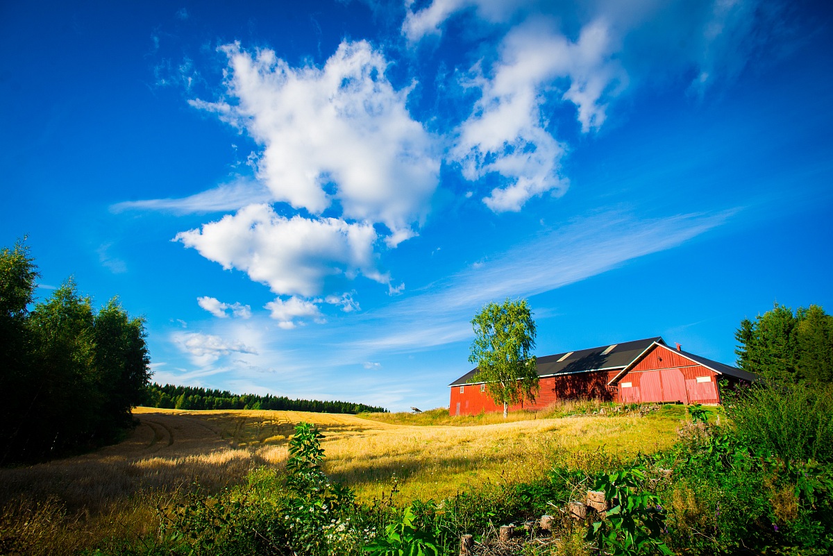 In the wheat fields, in particular a September