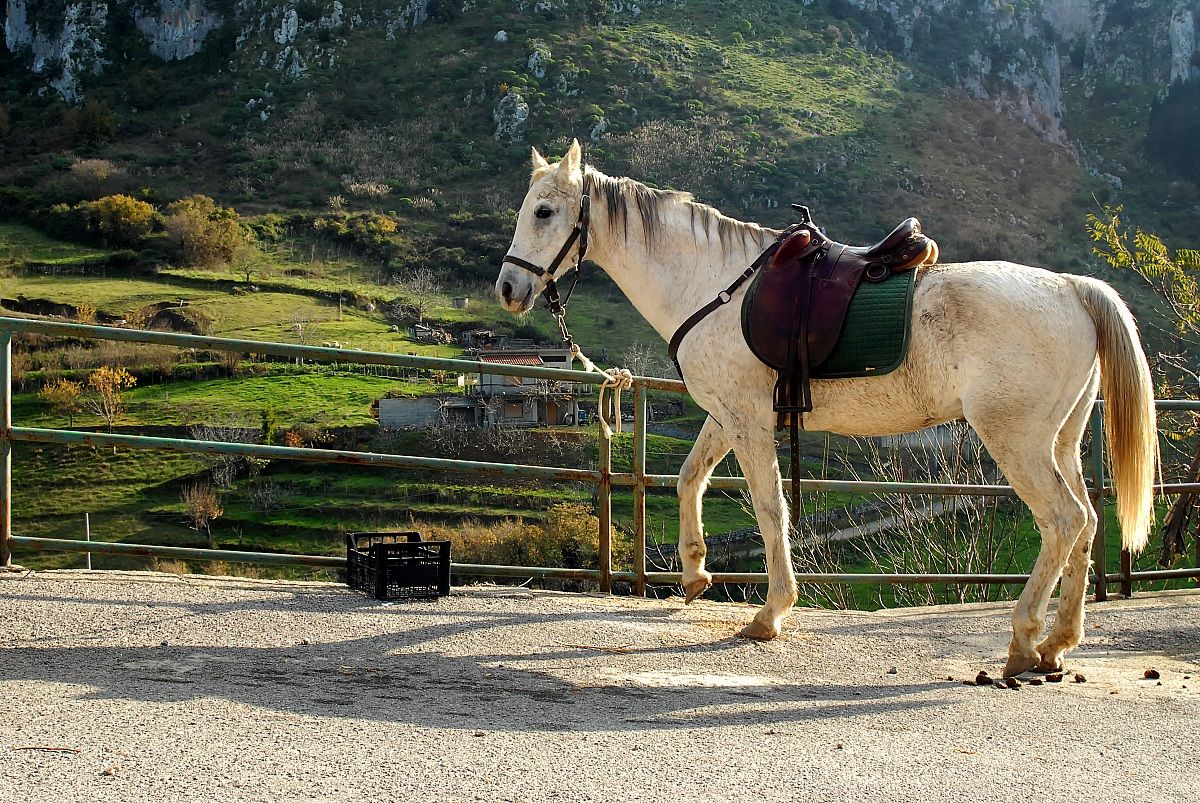 Cavallo a riposo