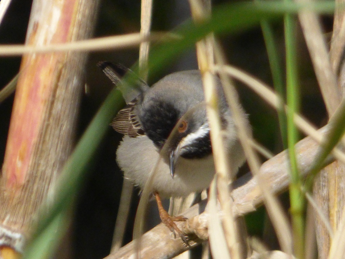 Silvia di ruppel,maschio 1