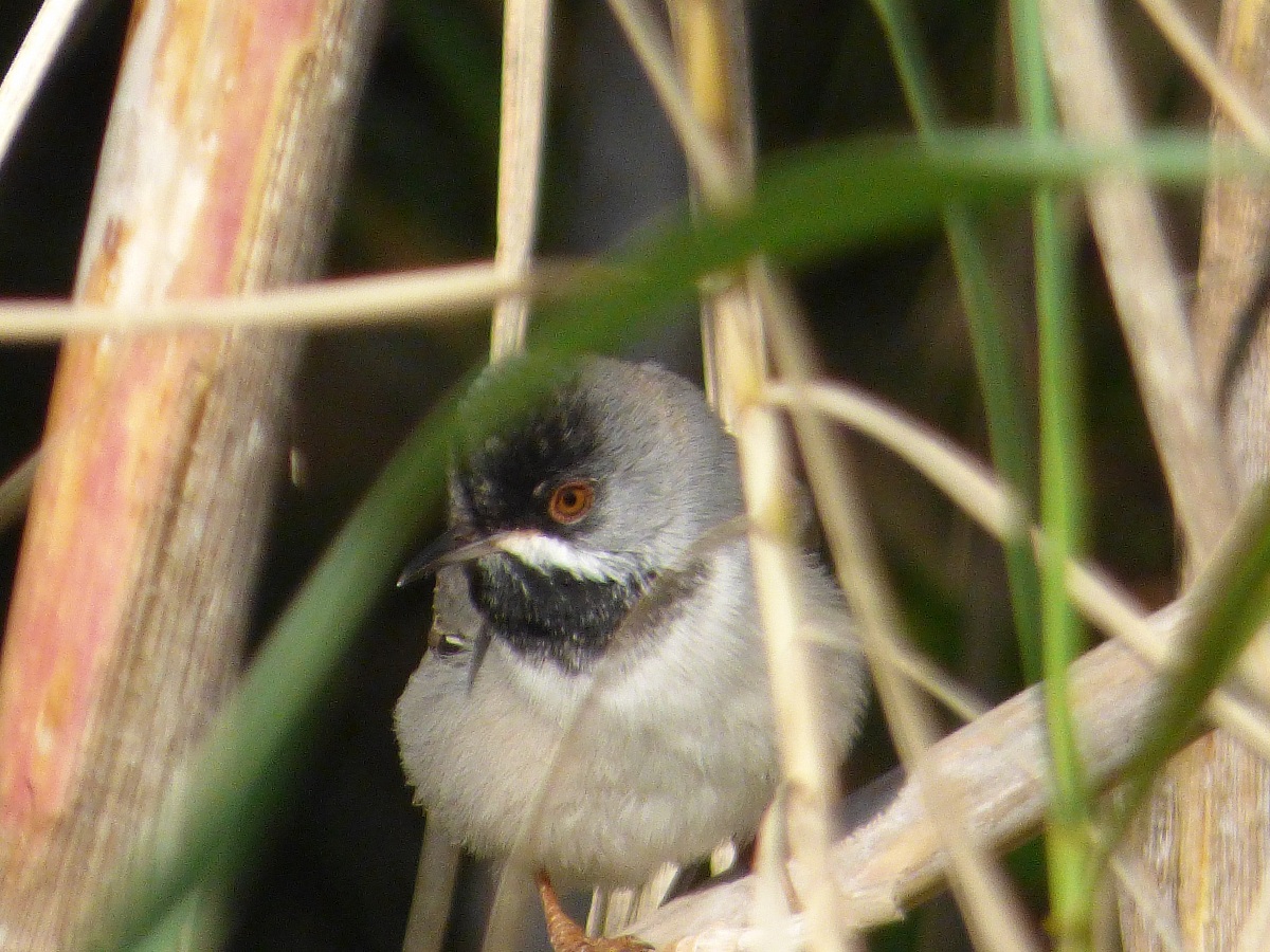 silvia di ruppel maschio