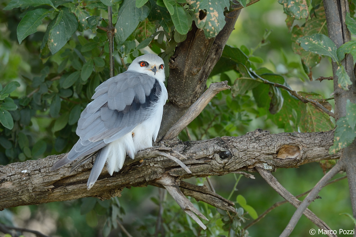 Black-winged Kite