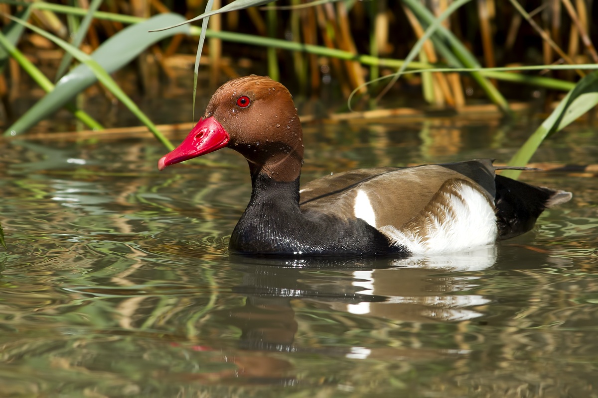 Turkish male Pochard set