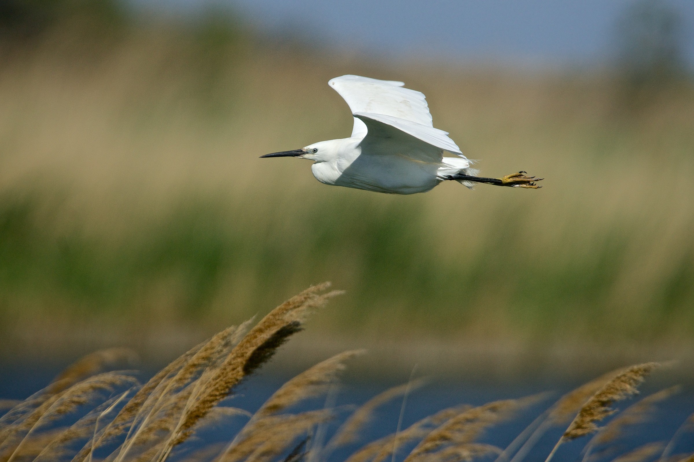 Egret