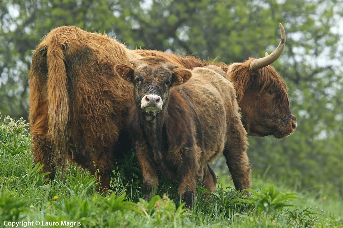 Highlander: I due morbidosi