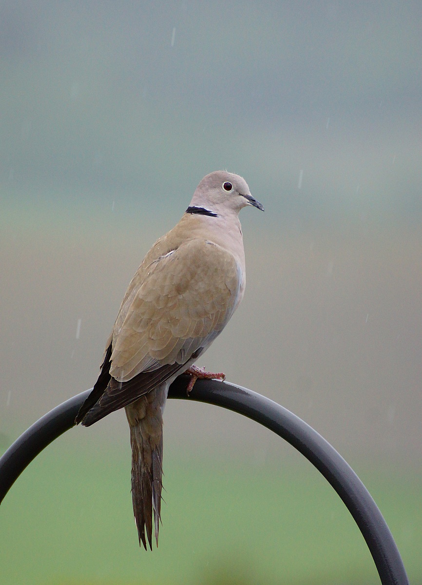 Collared dove on lantern