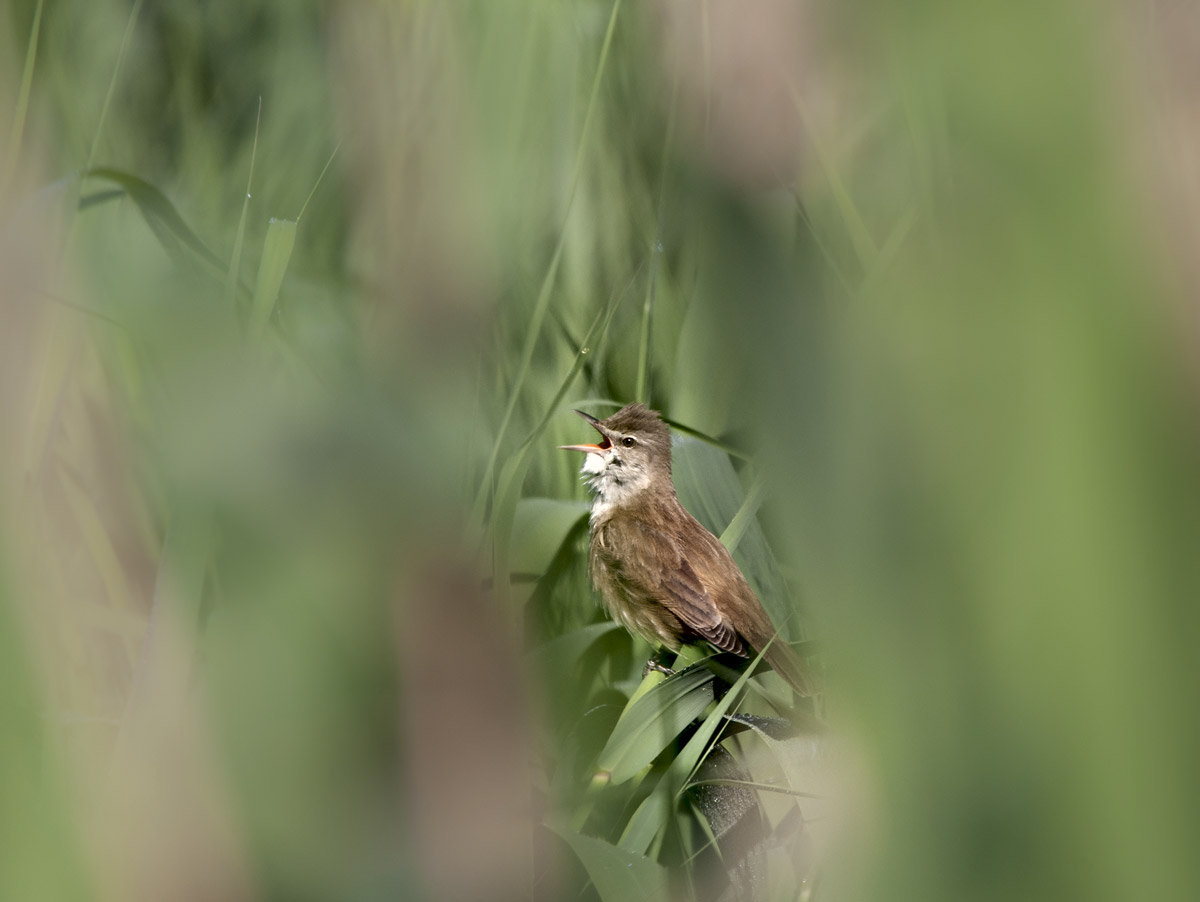 peering into the reeds