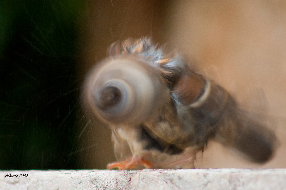 Il passero centrifuga