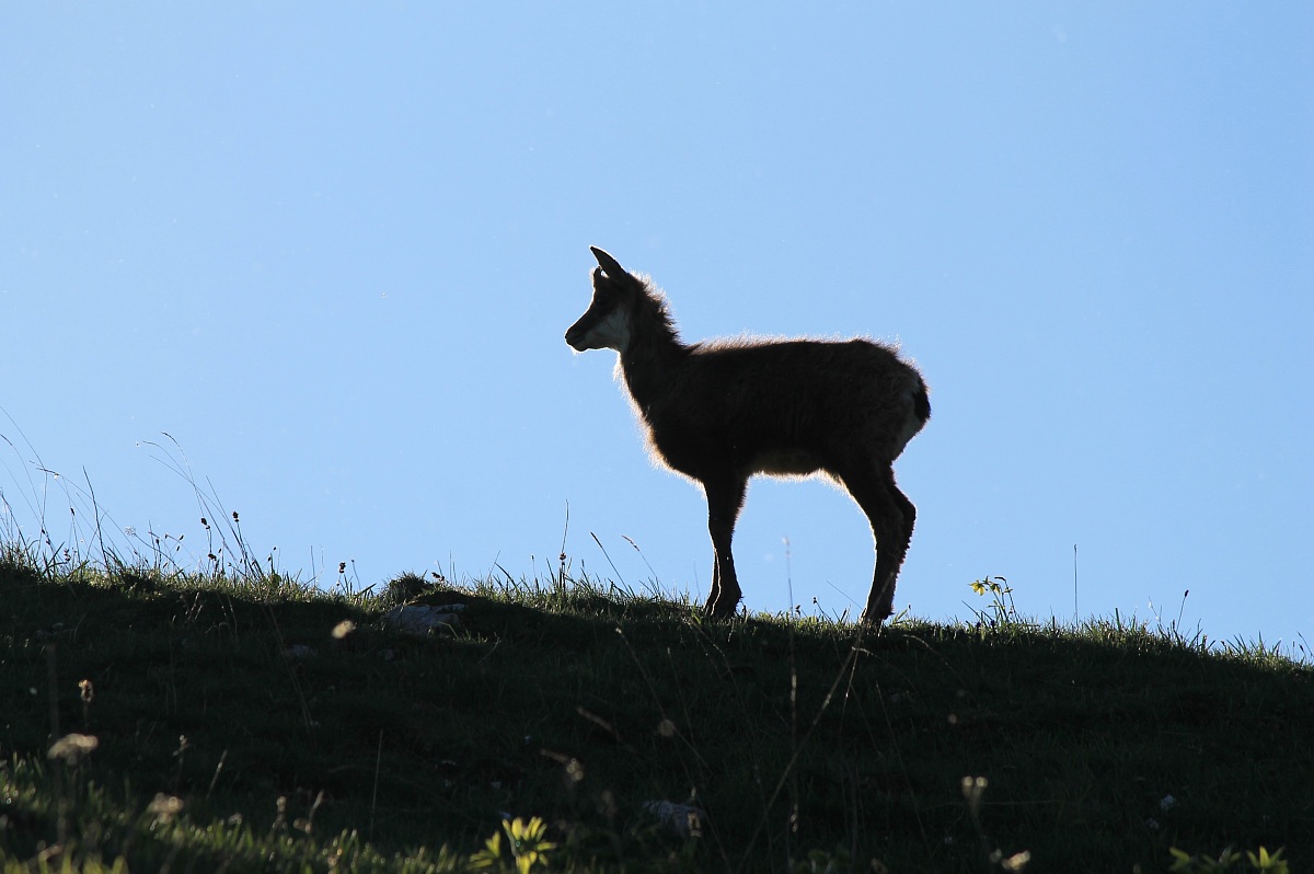 Chamois