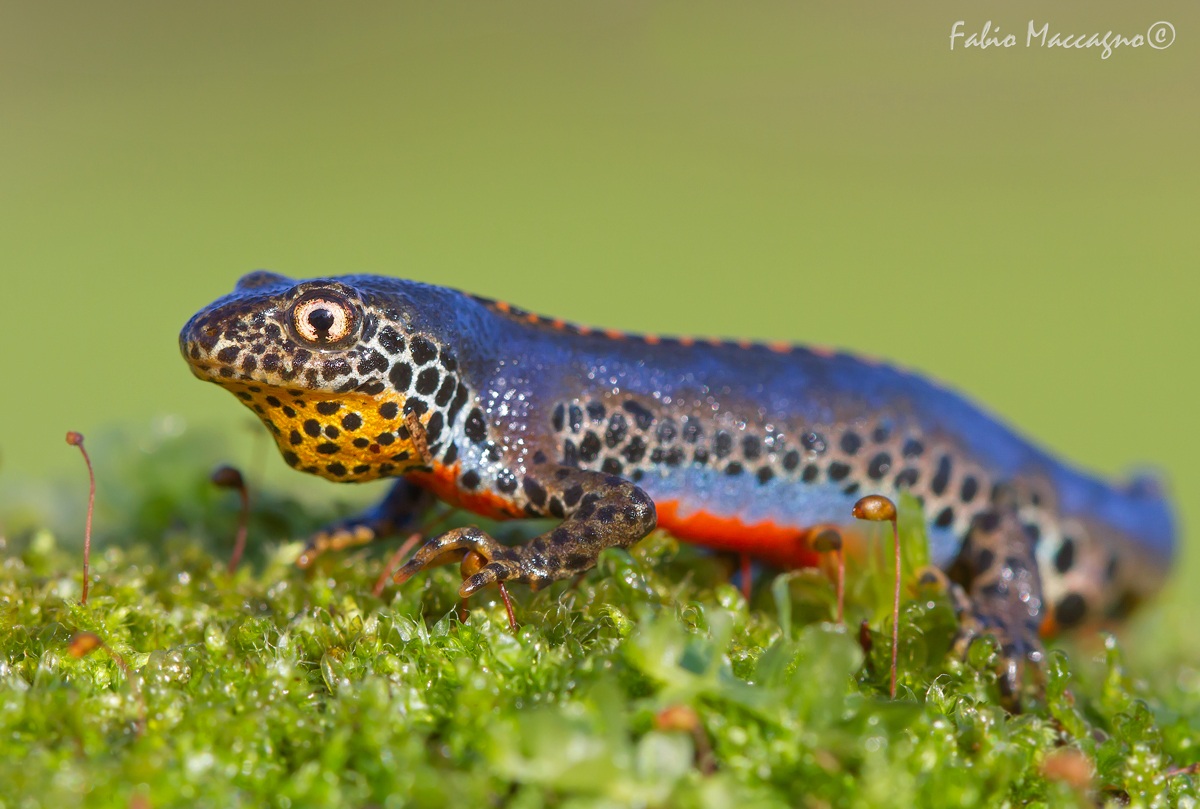Mesotriton alpestris apuanus