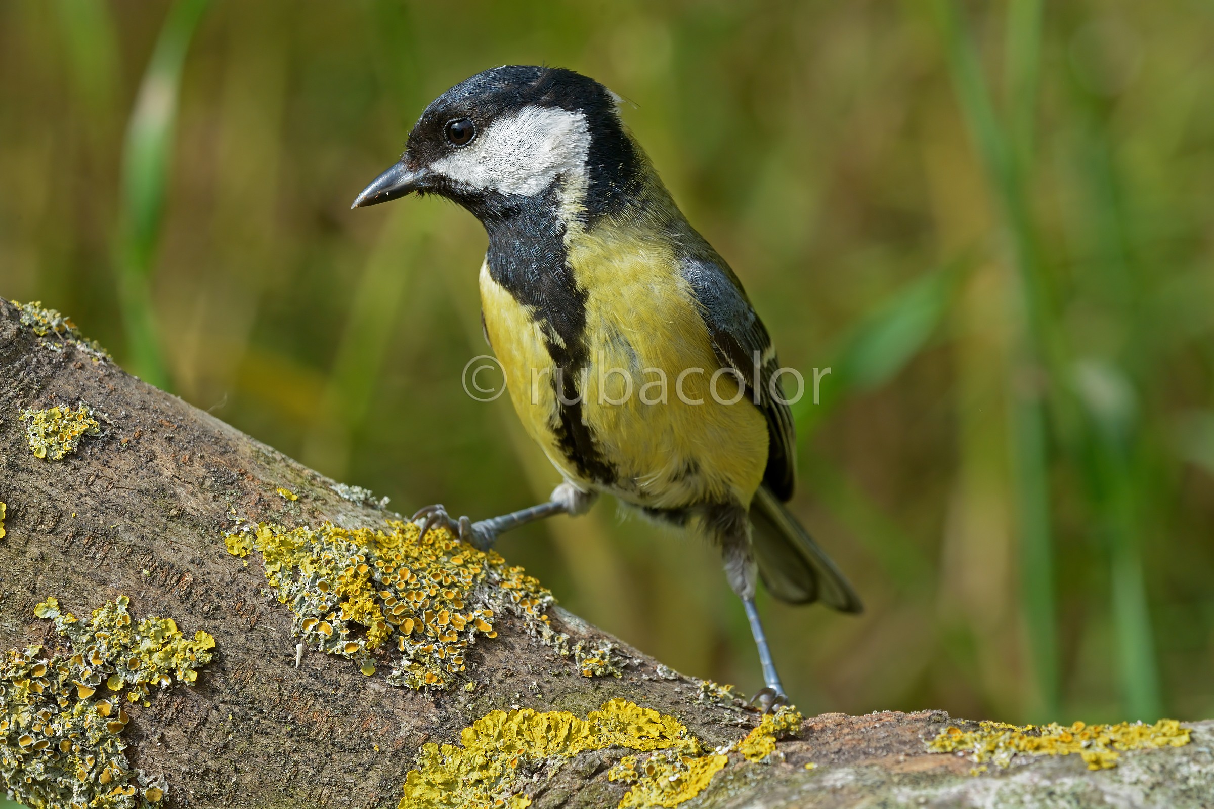 A few inches from the great tit