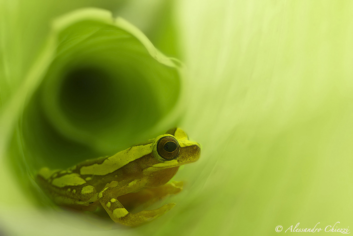 The home of the spotted