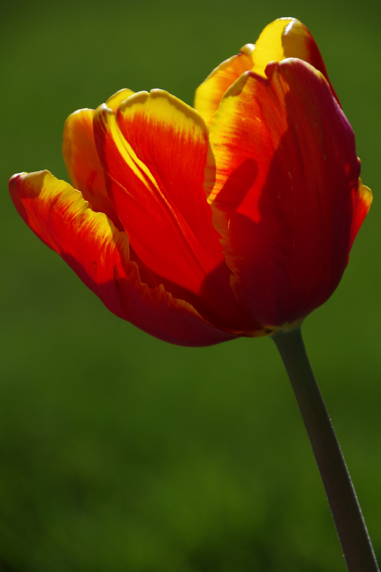 tulip