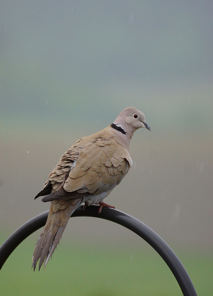 Collared dove on lampincino 2