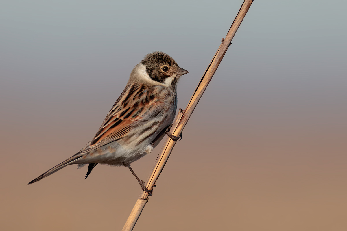 migliarino di palude