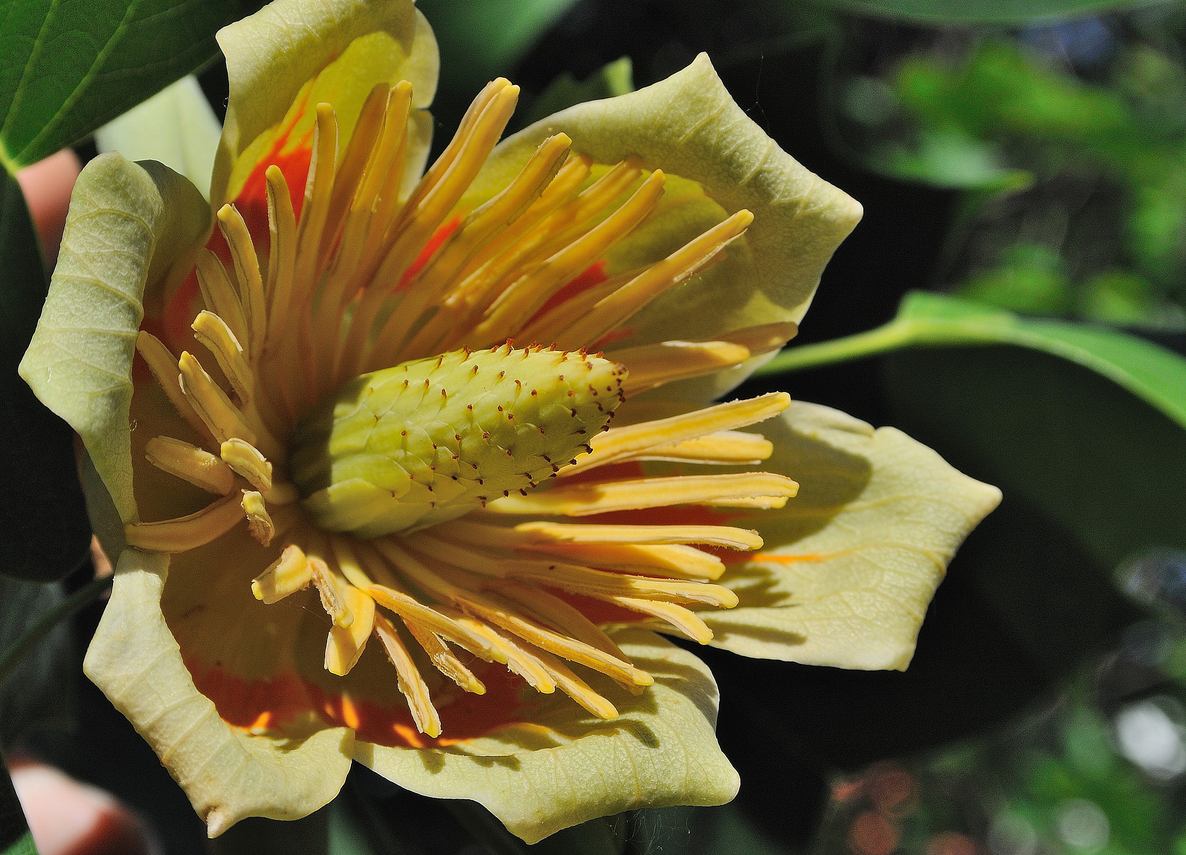 Liriodendron tulipifera