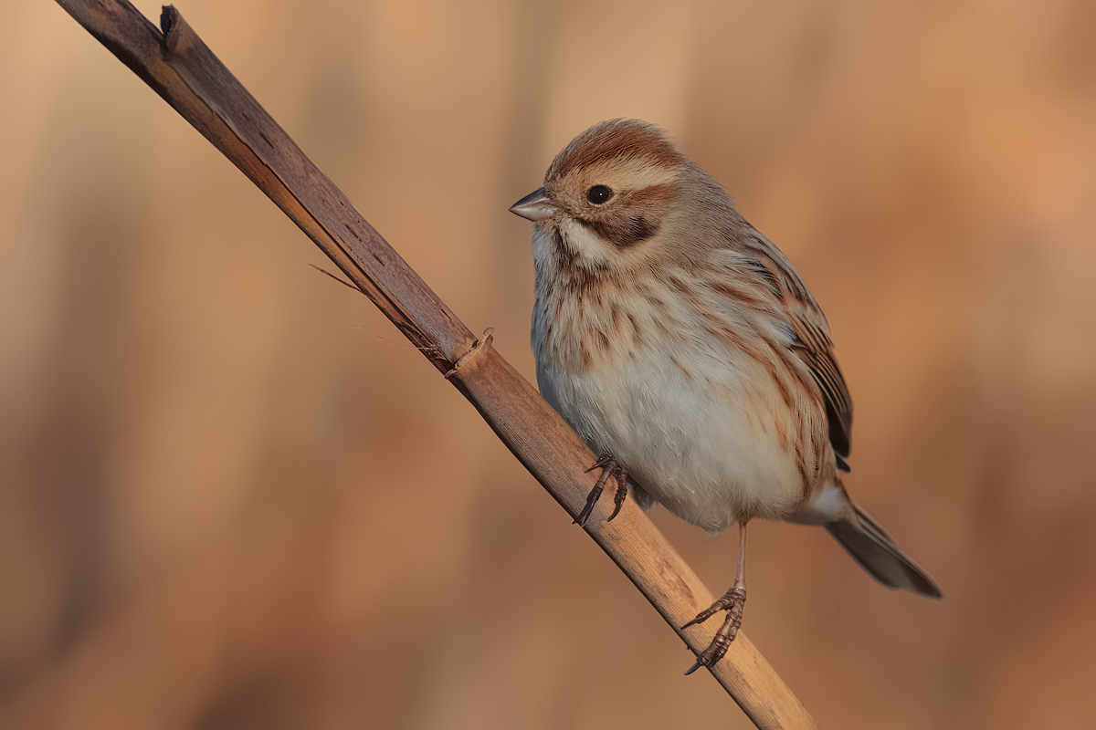 migliarino di palude2