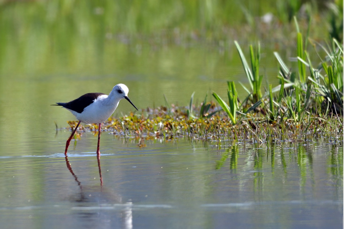 femmina di cavagliere