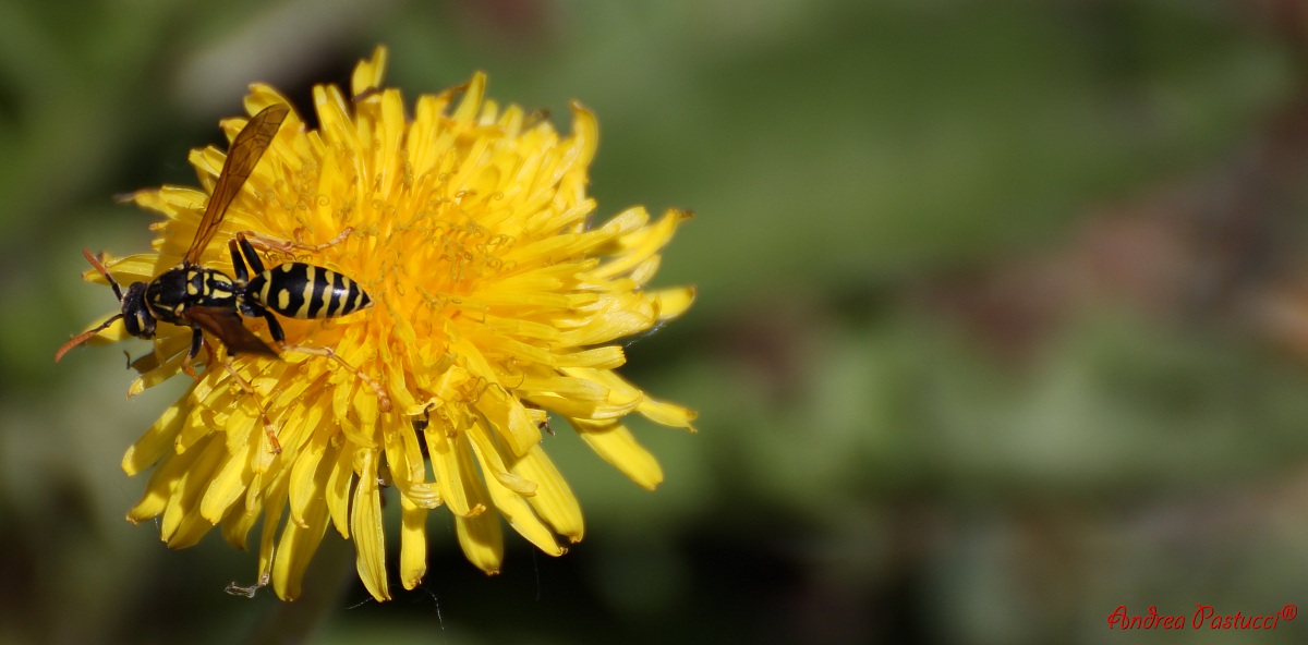 Maia the bee goes ...