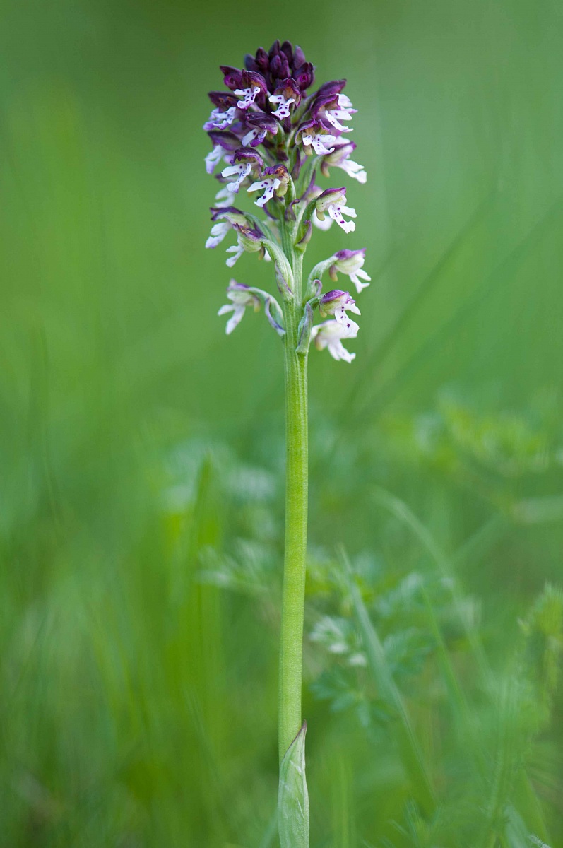 Orchis Ustulata