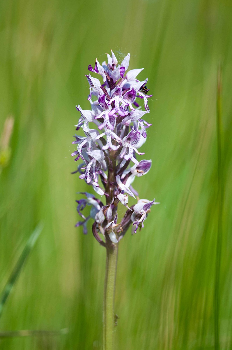 Orchis Militaris