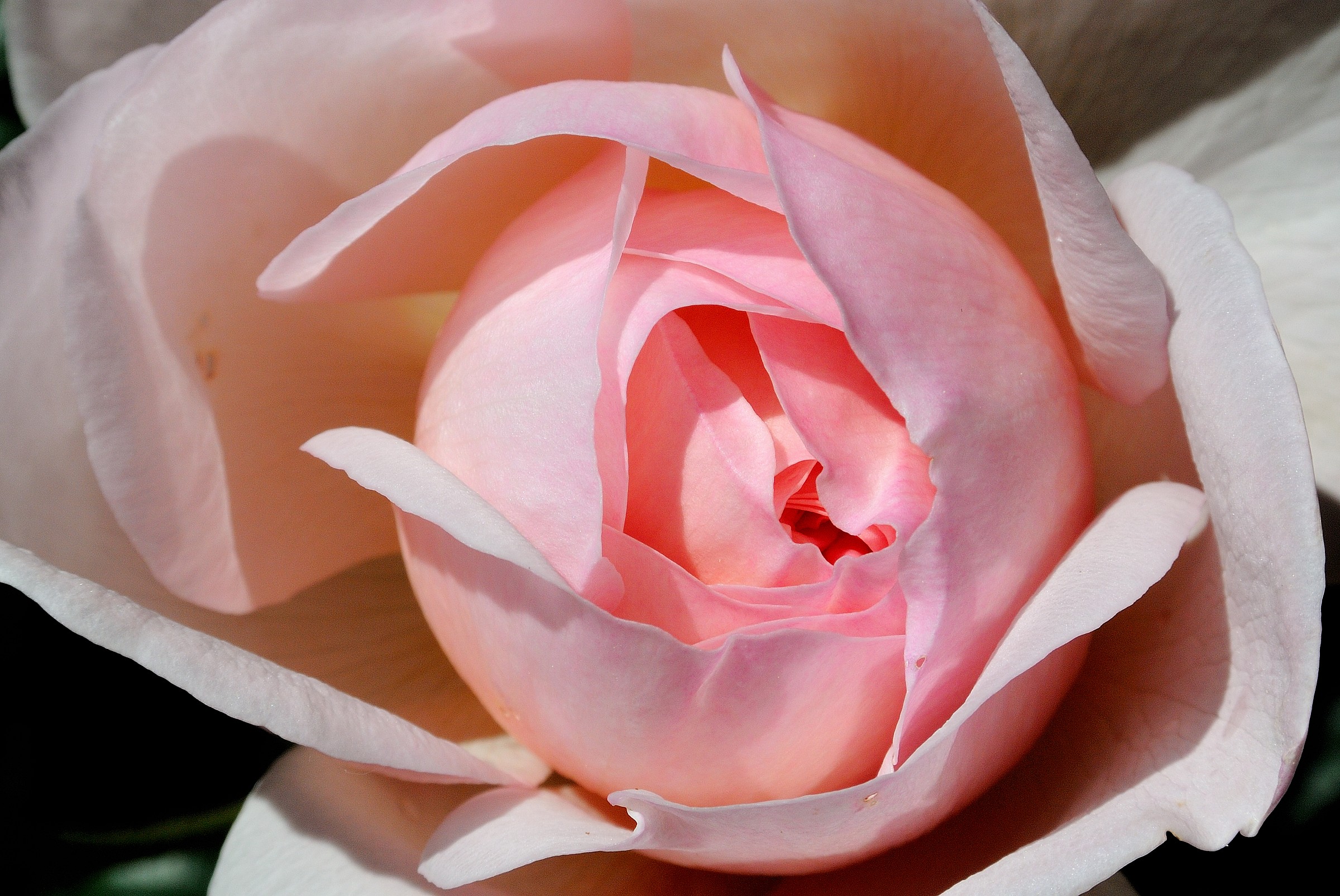 A rose pink ...