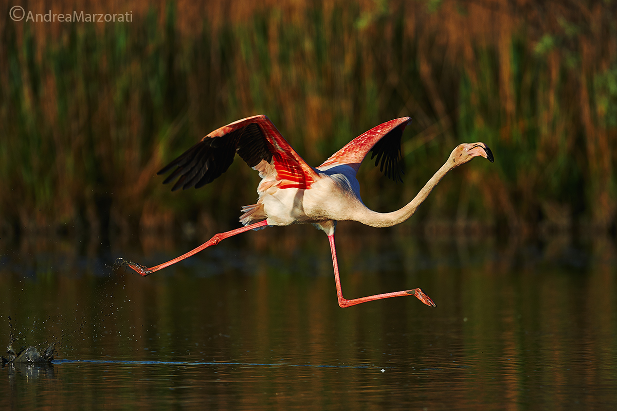 Greater flamingo