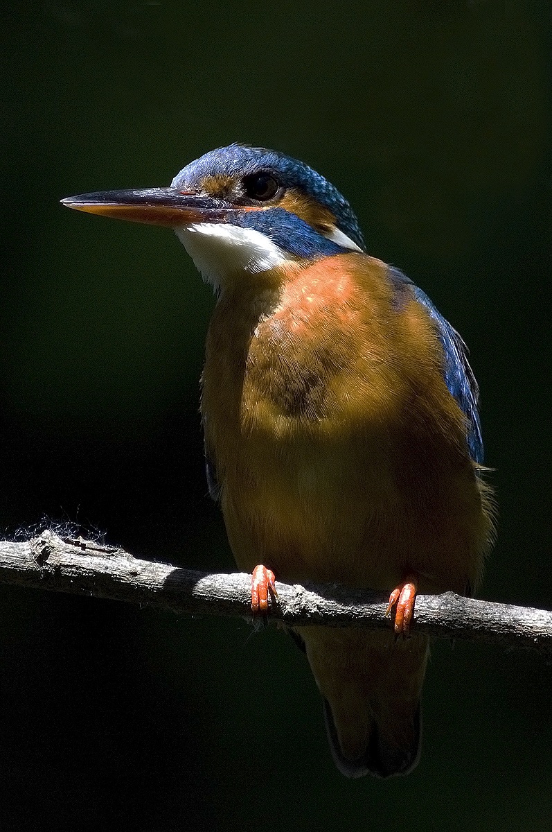 martina tra luci ed ombre
