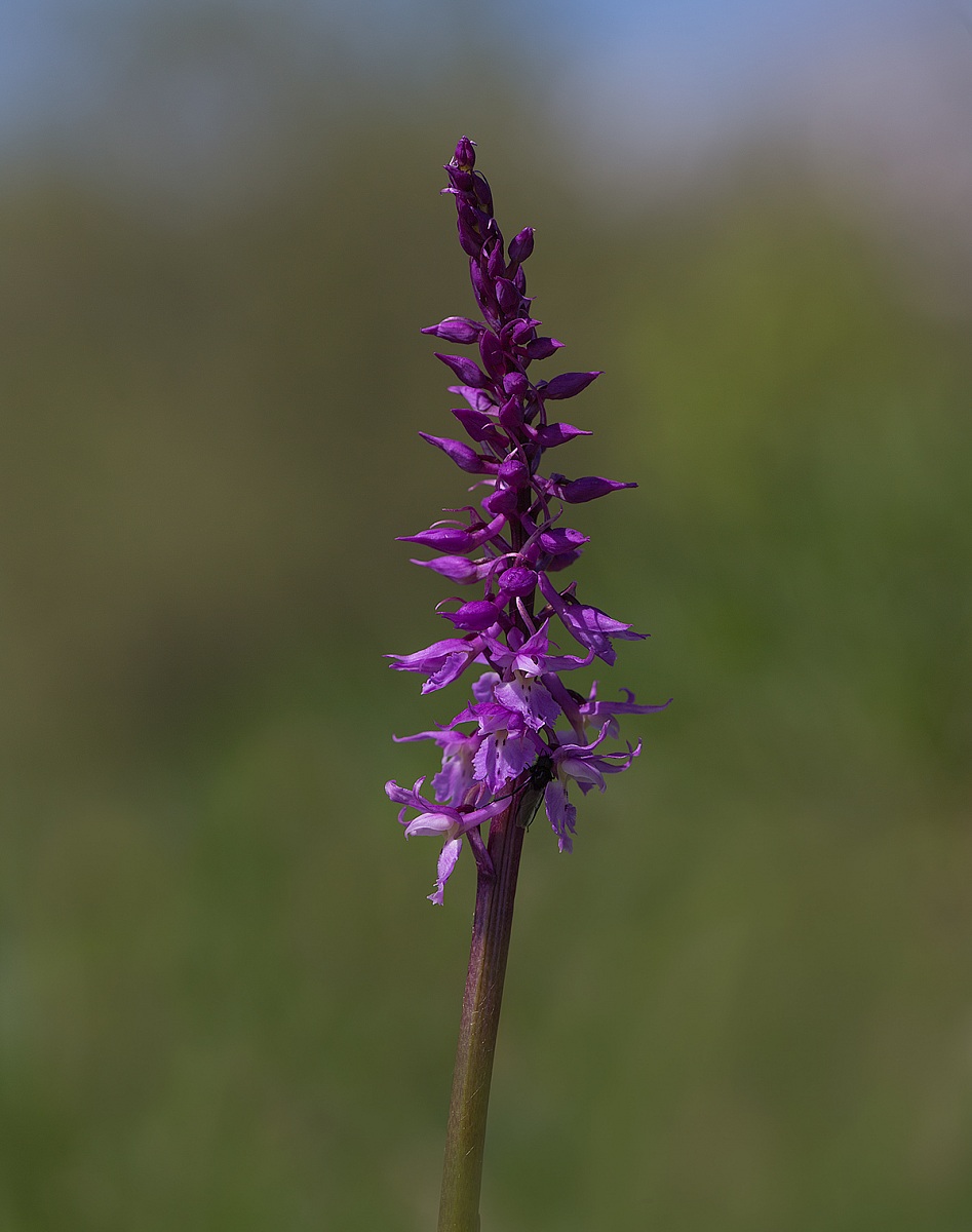 orchis mascula