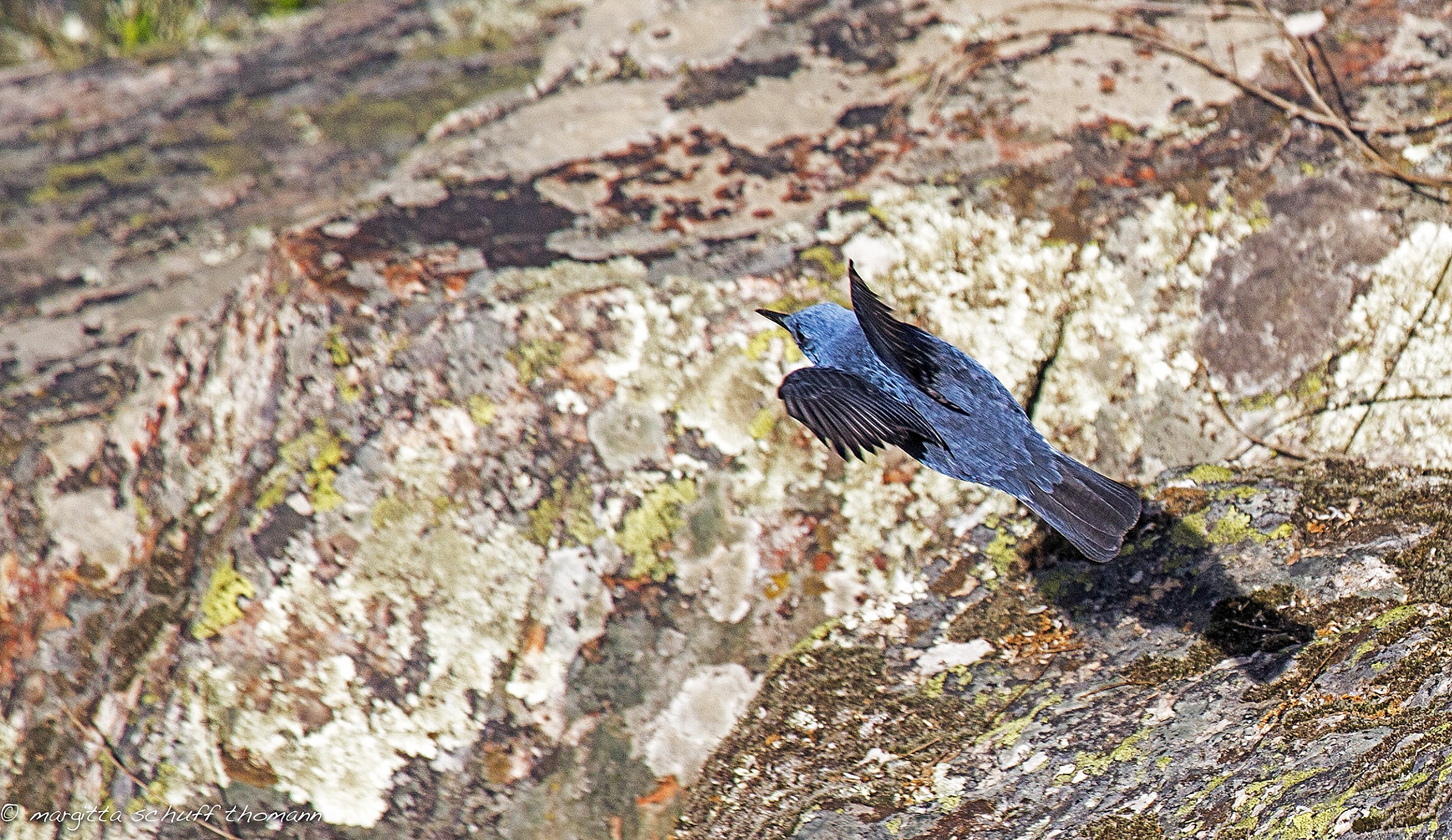 Rock Thrush
