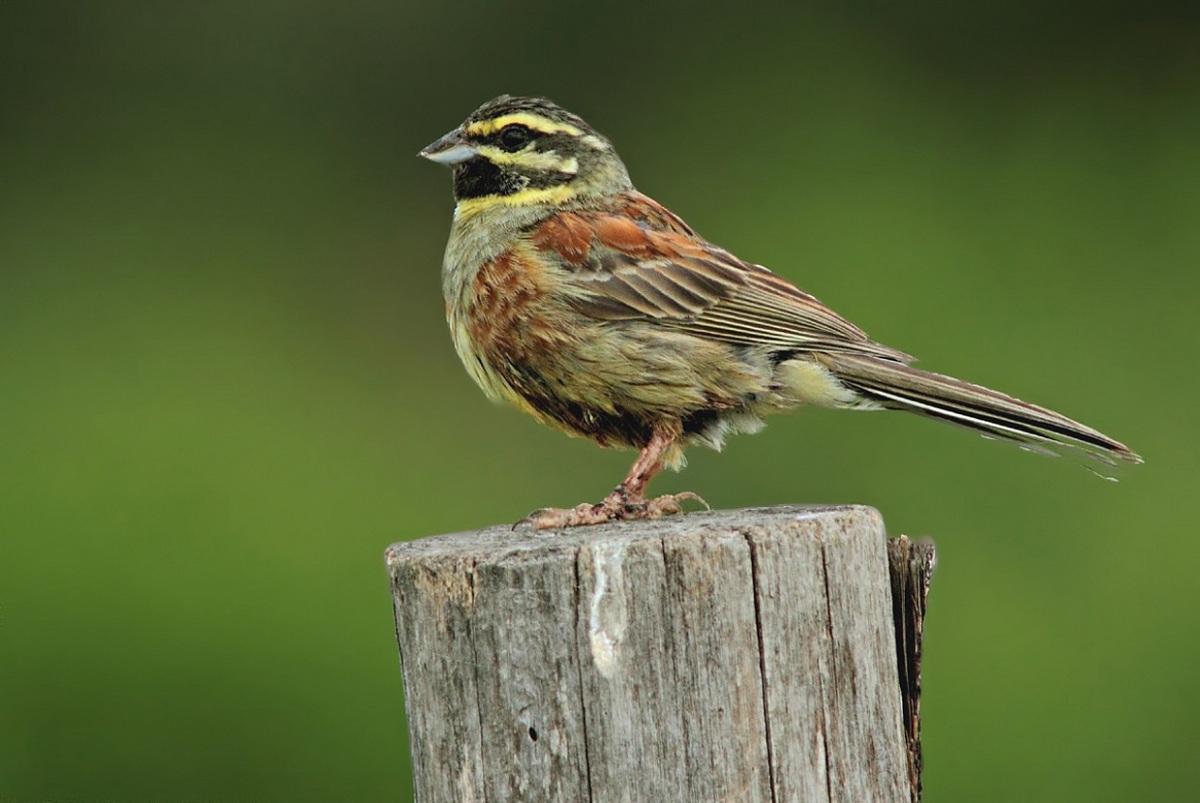 Black bunting maschio2