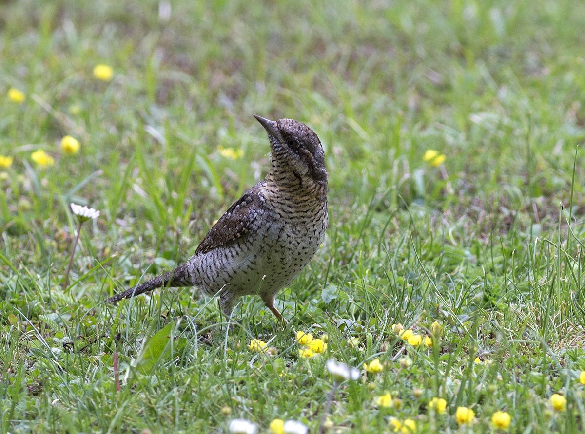 Torcicollo in giardino