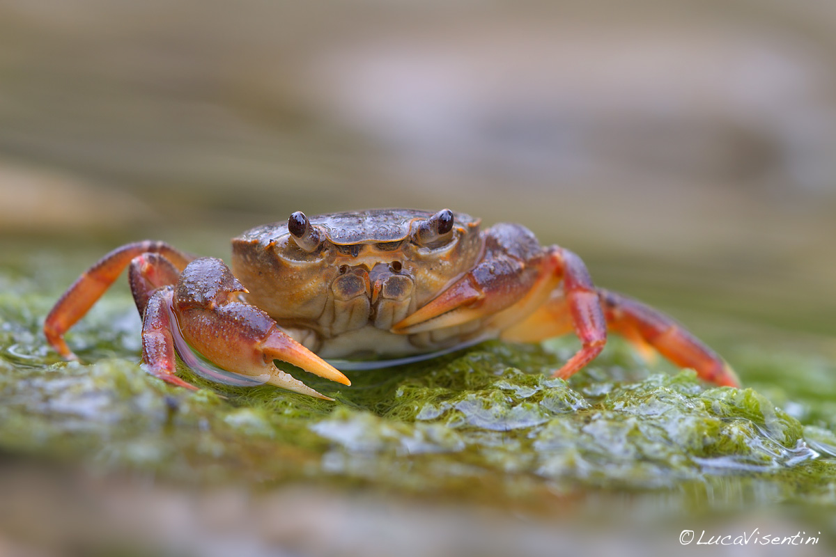 River crab