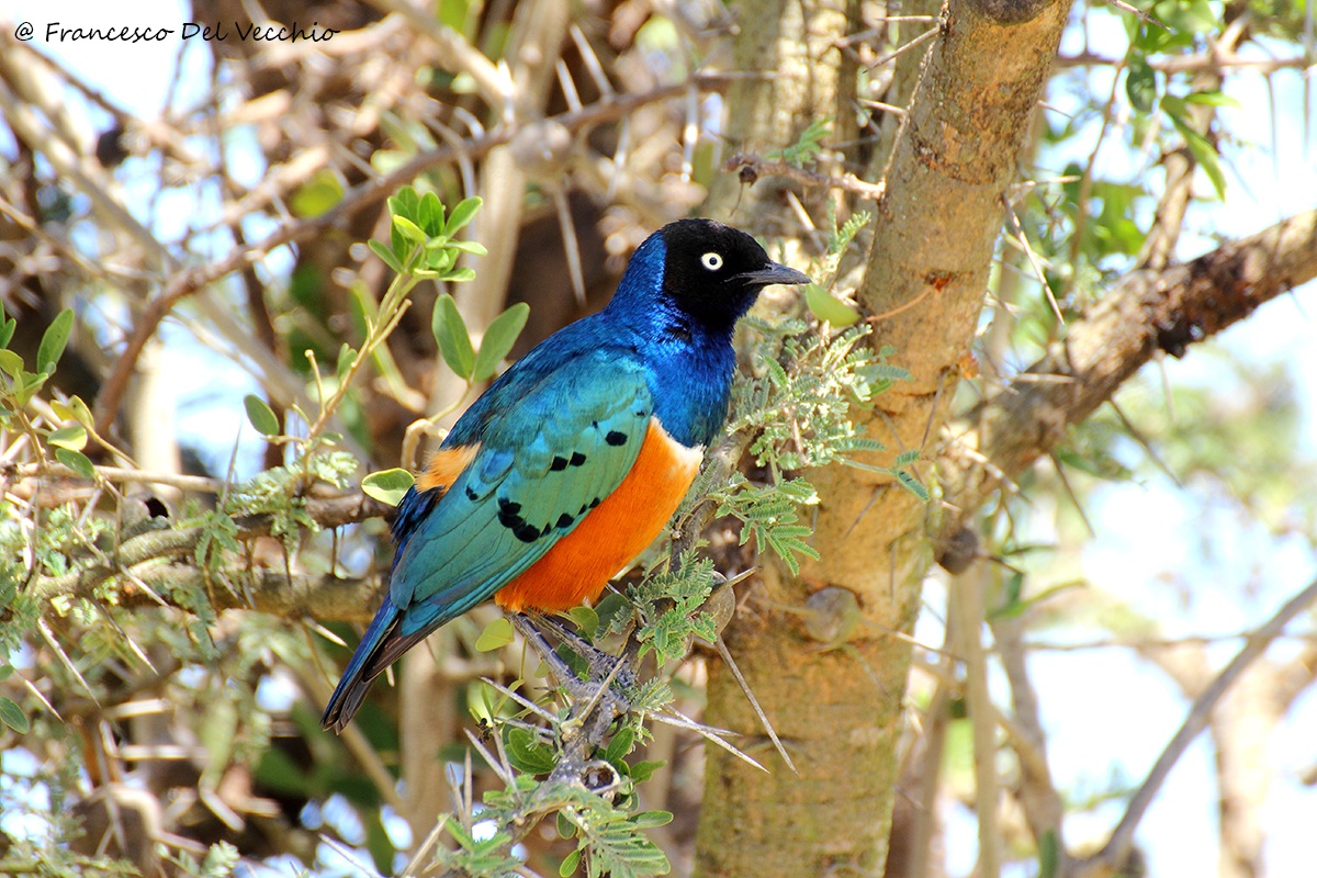 Superb Starling