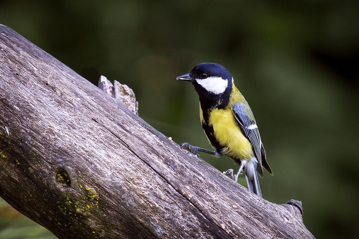 Great Tit