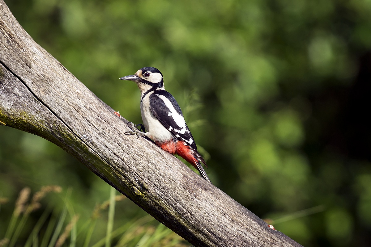 Woodpecker 2