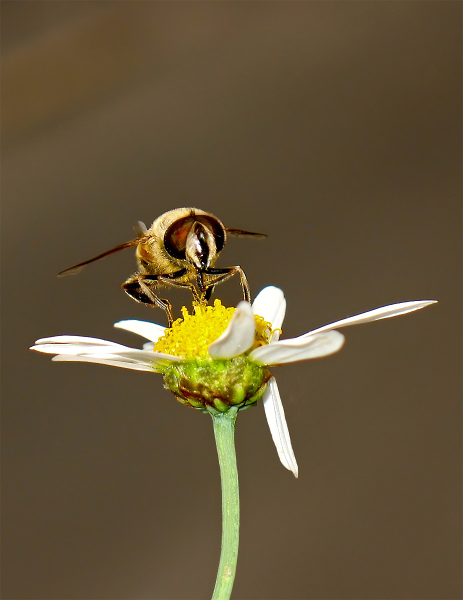 Hoverfly