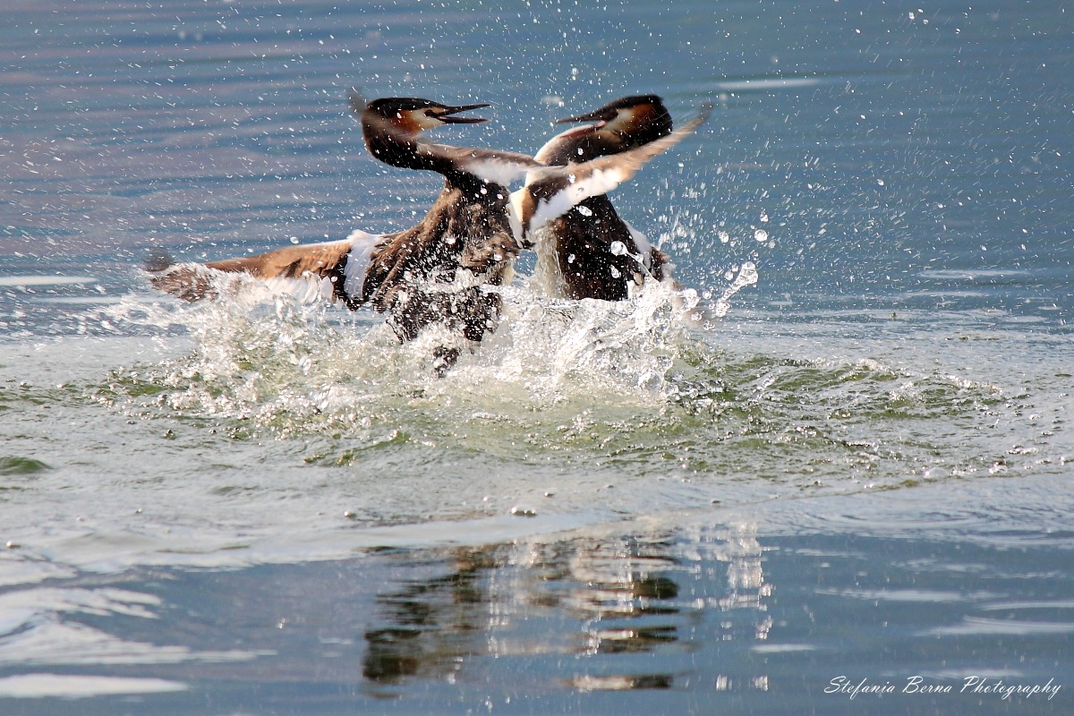 Rivals in love - (-Crested Grebe Podiceps cristatus)