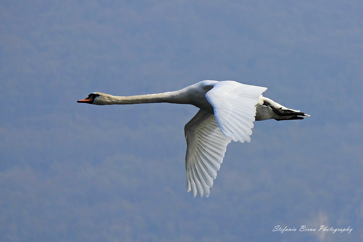 The river King - (Mute Swan - Cygnus olor)